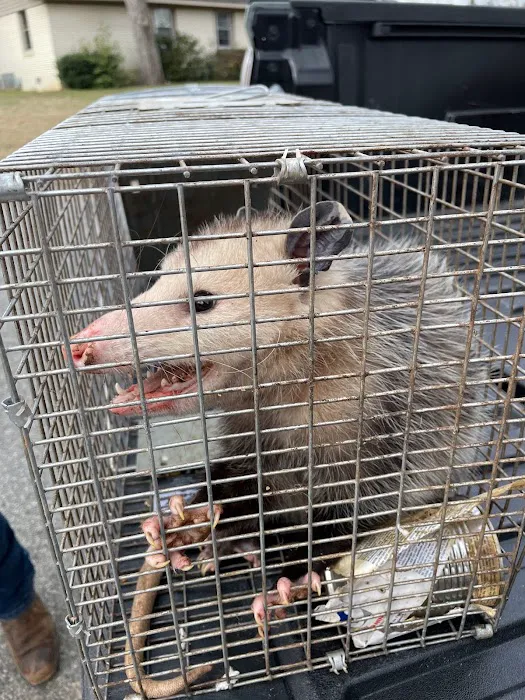 Rite Way Animal Removal Picture 7