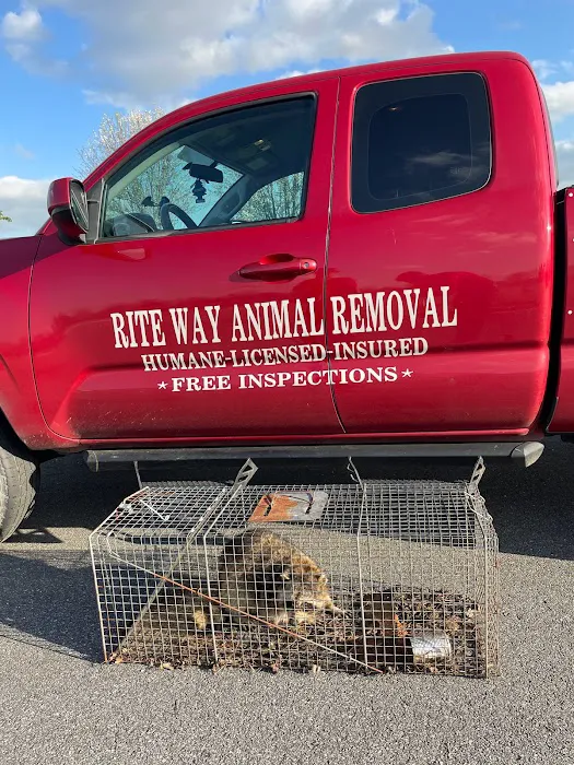 Rite Way Animal Removal Picture 4