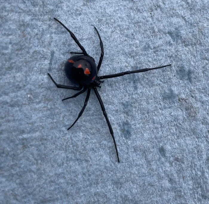 Revolutionary Pest Control LLC Picture 5