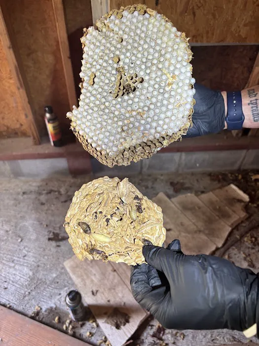 Revolutionary Pest Control LLC Picture 9