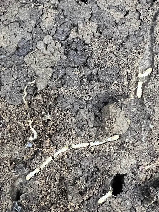 Revolutionary Pest Control LLC Picture 4