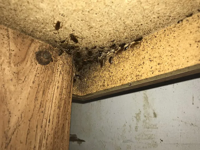 Main Street Pest Control Picture 3