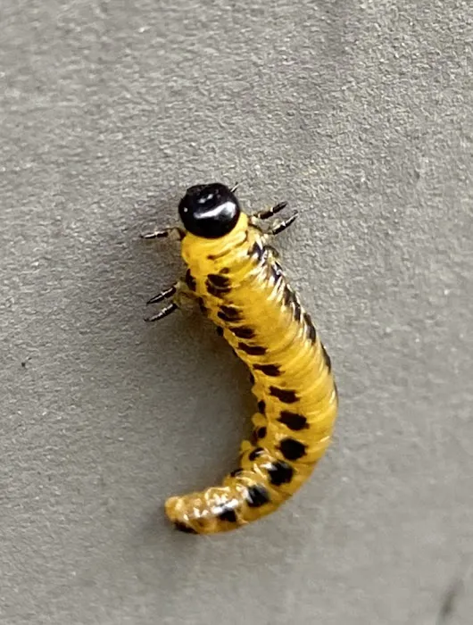 Main Street Pest Control Picture 9