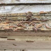 Main Street Pest Control ico
