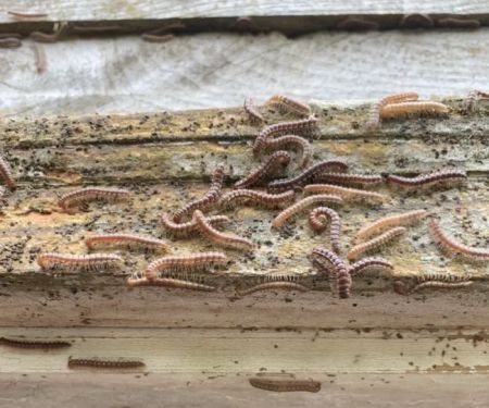 Main Street Pest Control