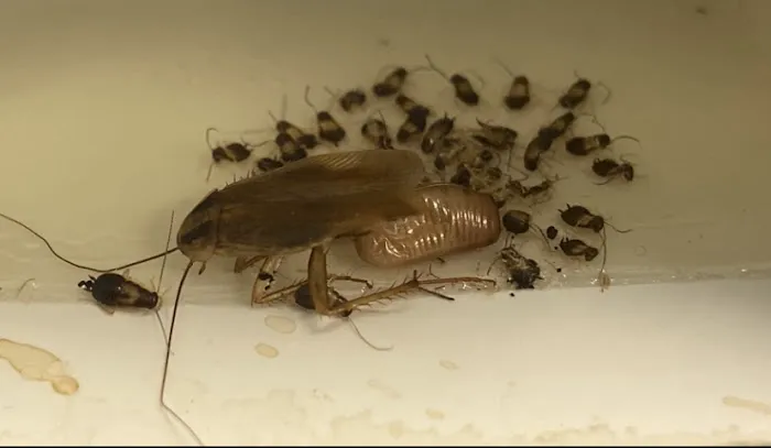 Main Street Pest Control Picture 8