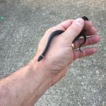 Mission Pest Management