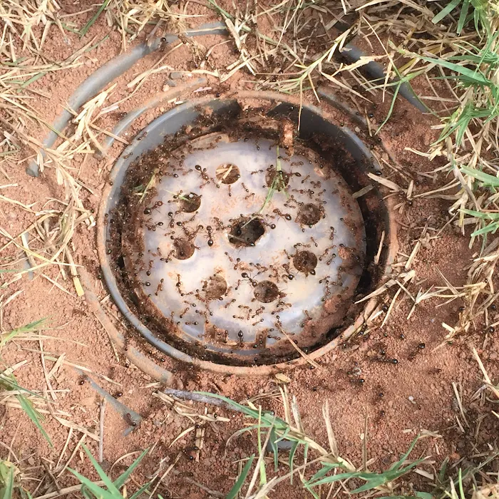 Mission Pest Management Picture 5