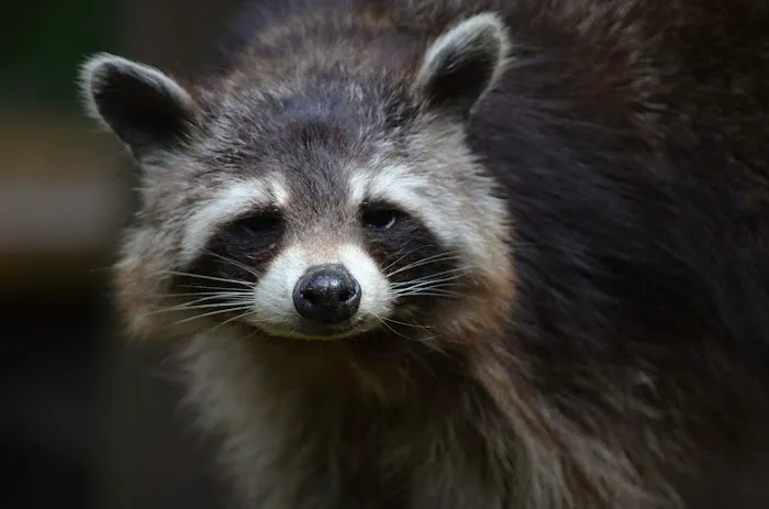 Critter Control of Macon Picture 1