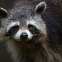Critter Control of Macon ico