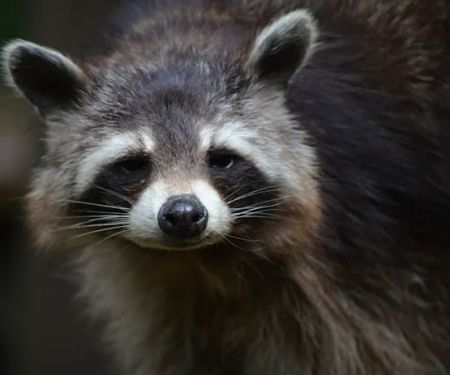 Critter Control of Macon