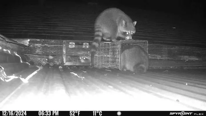 Critter Control of Macon Picture 5