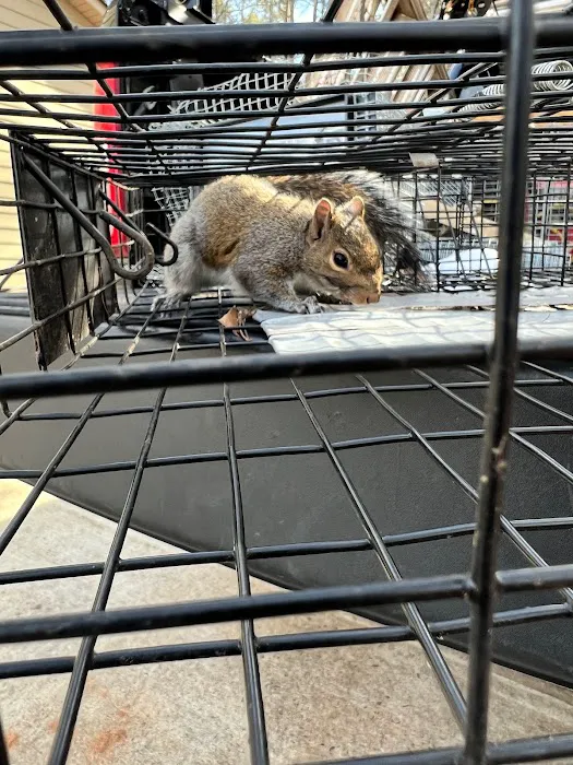 Critter Control of Macon Picture 7