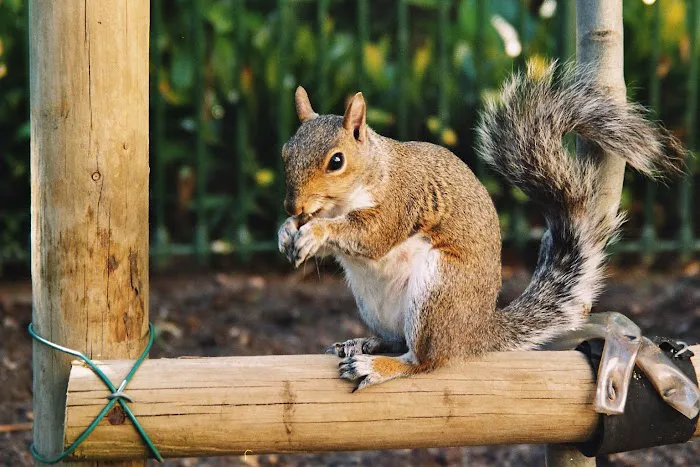 Critter Control of Macon Picture 8