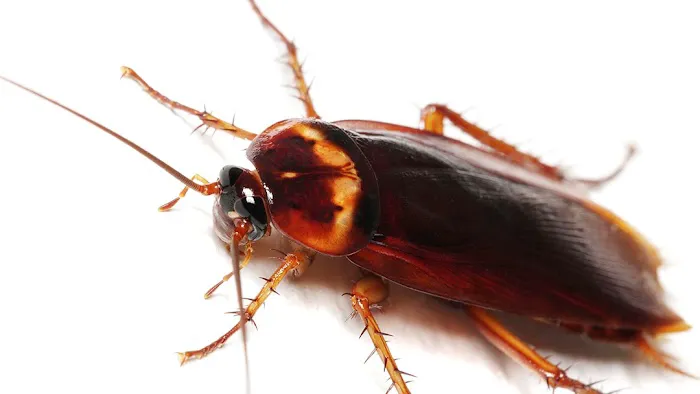 Deloach Exterminating Picture 8