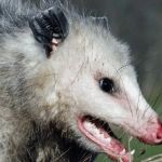 How to Safely Relocate Wildlife (Skunks, Opossums, Birds): A Comprehensive Guide