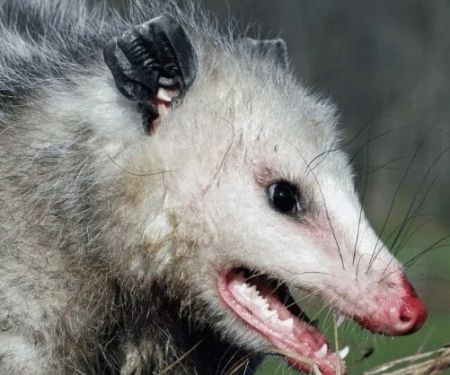 How to Safely Relocate Wildlife (Skunks, Opossums, Birds): A Comprehensive Guide