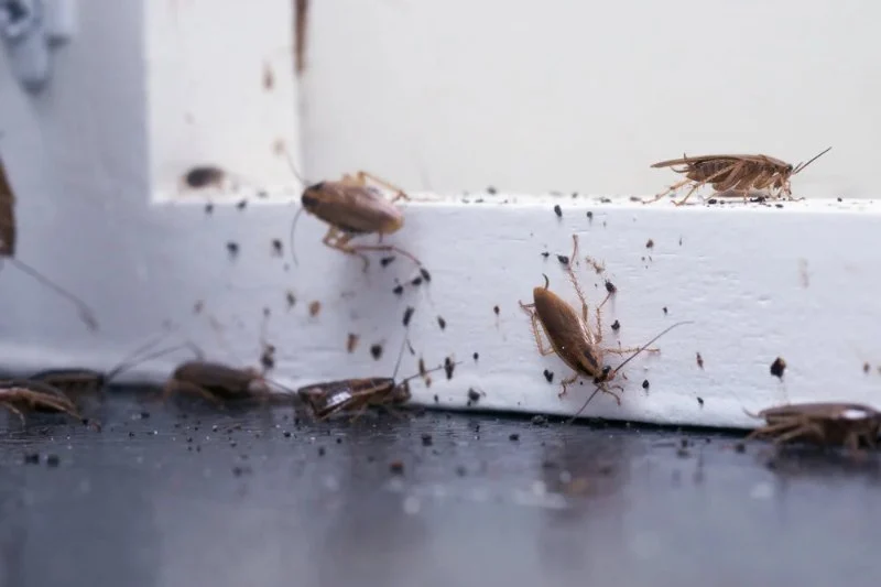 How to Identify Pest Hotspots in Your Home