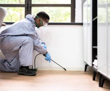 Why Some Pests Return After Treatment—and What to Do