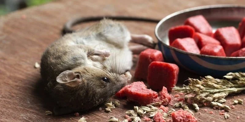 How to Use Low-Toxic Baits for Rodents: A Safer Way to Control Pests
