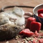 How to Use Low-Toxic Baits for Rodents: A Safer Way to Control Pests