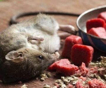How to Use Low-Toxic Baits for Rodents: A Safer Way to Control Pests