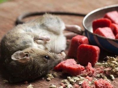How to Use Low-Toxic Baits for Rodents: A Safer Way to Control Pests