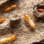 How to Detect and Control Termites on a Budget – Affordable Prevention and Treatment