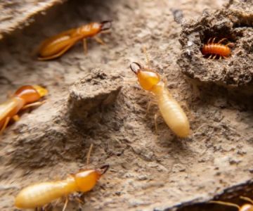 How to Detect and Control Termites on a Budget – Affordable Prevention and Treatment