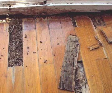 How to Keep Termites from Entering Through the Foundation – Proven Protection Methods