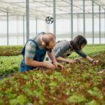 How to Control Pests Without Pesticides