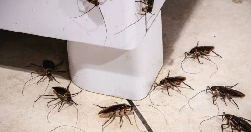 How to Effectively Deal With Pest Infestations in Subgrades | PestControlHub