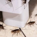 How to Effectively Deal With Pest Infestations in Subgrades | PestControlHub