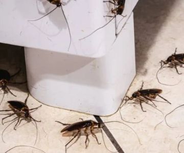 How to Effectively Deal With Pest Infestations in Subgrades | PestControlHub