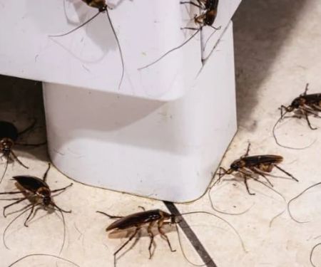 How to Effectively Deal With Pest Infestations in Subgrades | PestControlHub