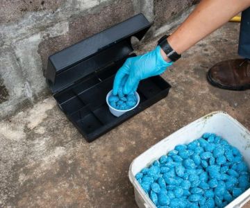 How to Use Long-Term Bait Systems for Rodents