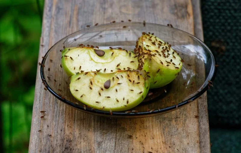 How to Stop Fruit Flies from Taking Over Your Kitchen