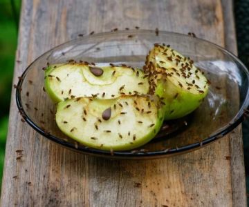 How to Stop Fruit Flies from Taking Over Your Kitchen