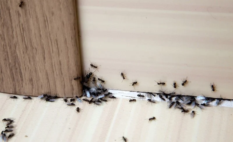 How to Make Your Home Less Attractive to Pests – Simple Tips to Protect Your Home