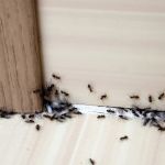 How to Make Your Home Less Attractive to Pests – Simple Tips to Protect Your Home