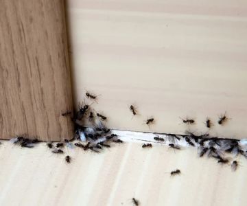 How to Make Your Home Less Attractive to Pests – Simple Tips to Protect Your Home