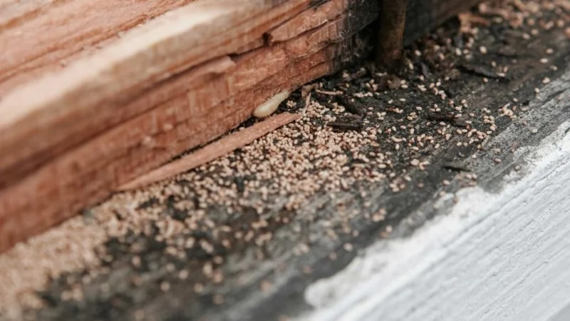 How to Monitor Pest Conditions in Walls