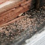 How to Monitor Pest Conditions in Walls