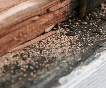 How to Monitor Pest Conditions in Walls