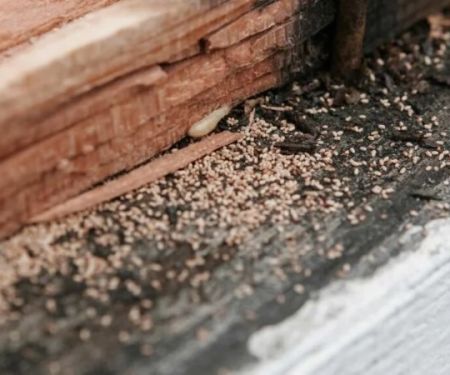 How to Monitor Pest Conditions in Walls