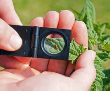 How to Monitor Pest Pressure in Foundation Footprint: A Complete Guide