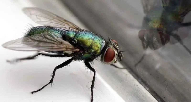 How to Stop Flies From Multiplying Indoors: Effective Control Tips