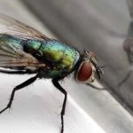 How to Stop Flies From Multiplying Indoors: Effective Control Tips