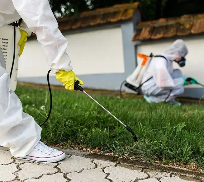How to Use Insect Growth Regulators (IGRs) Effectively – A Guide to Pest Control