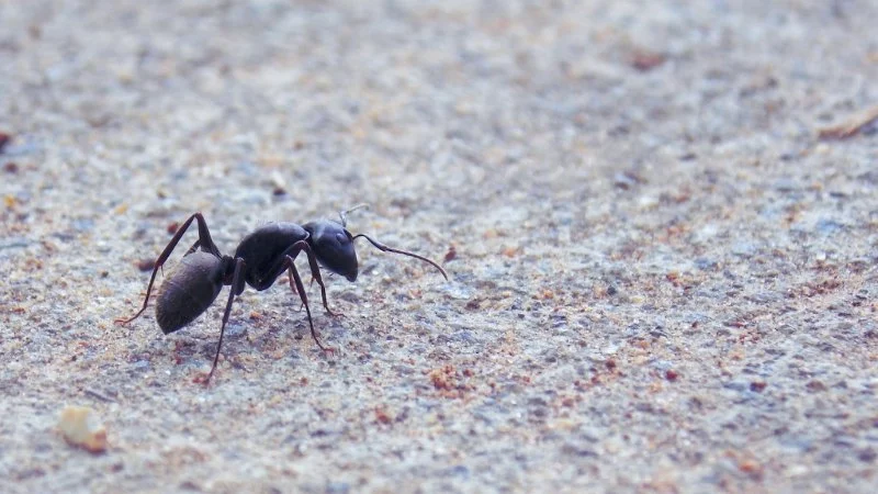 How to Choose Between Bait and Spray for Ants: Effective Solutions for Your Home